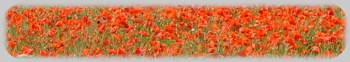 Poppyfield, Flanders Poppyfield, Flanders